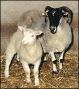 The first cloned lamb, named Dolly (pictured left).